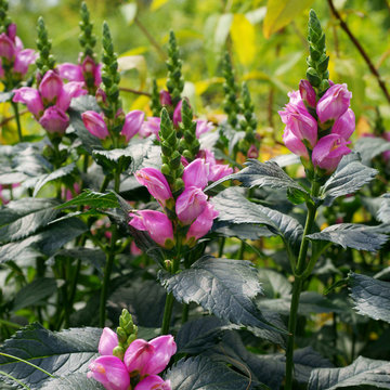 Chelone obliqua pink