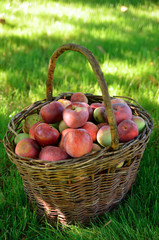 Organic apples in wicker basket