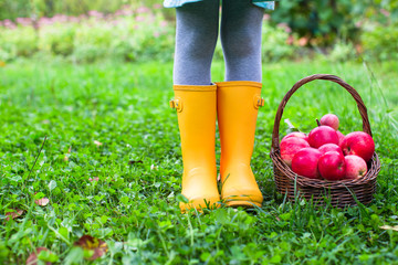Closeup of basket with red apples and rubber boots on little