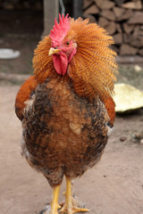 cock