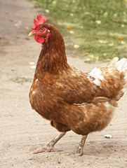 Brown hen