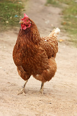 Brown hen