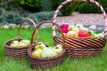 Large baskets full of harvested tomatoes on green grass