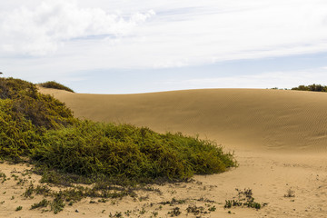 Maspalomas Duna - Desert in Canary island Gran Canaria