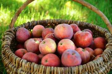 Organic apples in wicker basket