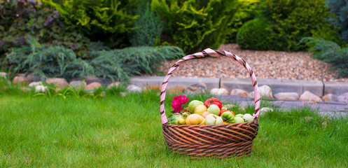 Large basket full of harvested tomatoes on green grass