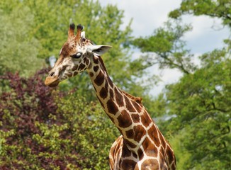 Giraffa camelopardalis