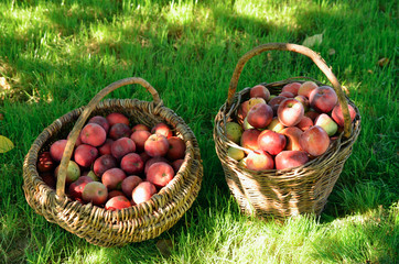 Organic apples in wicker basket on the grass