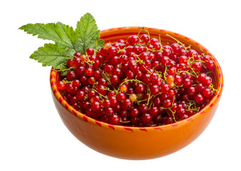 Red currant
