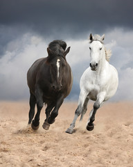 Black and white horses running wild