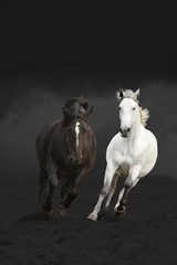 Obrazy na Plexi  Czarno-białe konie biegnące w ciemności