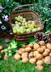 récolte de noix et raisin blanc,fruits d'automne au jardin