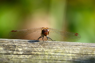 libellule © escapade photo