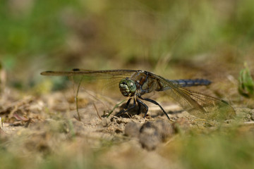 libellule