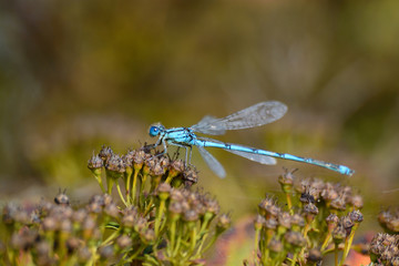 libellule