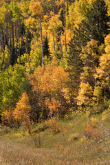 Obraz premium foliage of aspen in colorado mountains