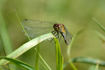 libellule