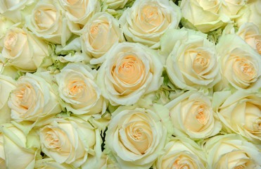 Obraz na płótnie Canvas Beautiful white rose