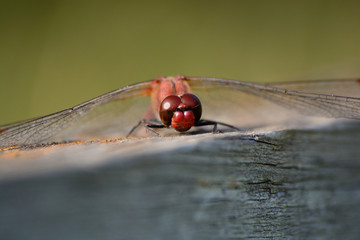 libellule © escapade photo