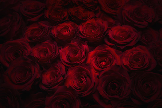 Fototapeta Róże bezszwowe tło
