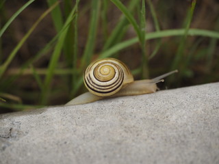 Caracol en Chamonix