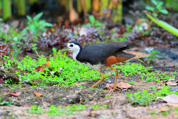 White-breasted Waterhen (Amaurornis phoenicurus) in Singapore