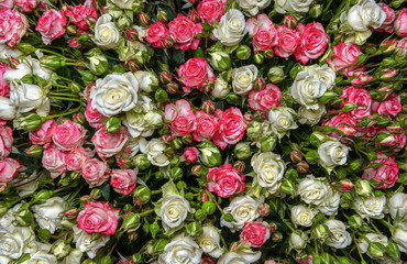 white-pink roses