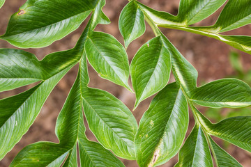 Detail of green konjac leaf (amorphophallus)