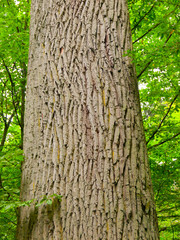 Obraz premium Tree trunk with rough bark