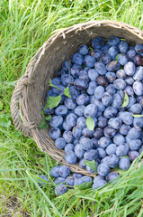 Fresh plums in a basket
