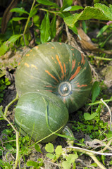 Growing pumpkins