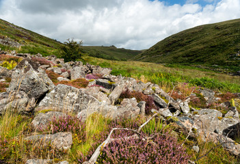 Summer on Dartmoor