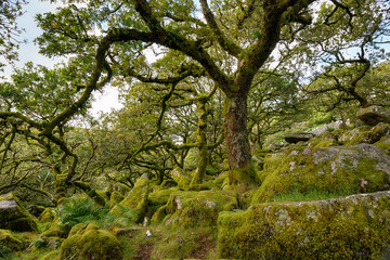 Wistman's Wood on Dartmoor