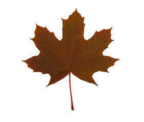 green leaf, on a white background, a lot of details