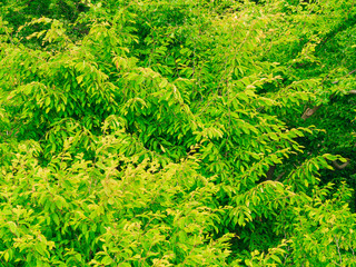 closeup of green leaves tree outdoor. Nature background.