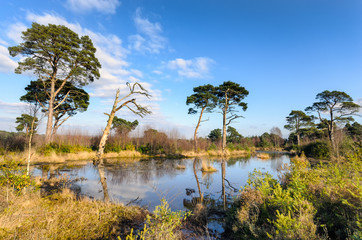 Ramsdown Forest