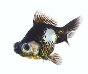 Black live in water c