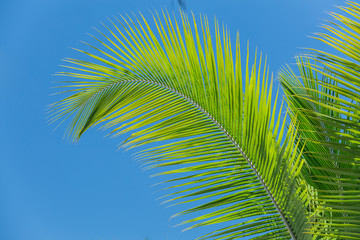Feather looking fluffy palm leafs against blue clear sky