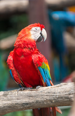 red macaw parrot stand on branch