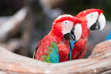 Fototapeta premium red macaw parrot stand on branch