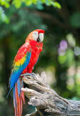 red macaw parrot stand on branch