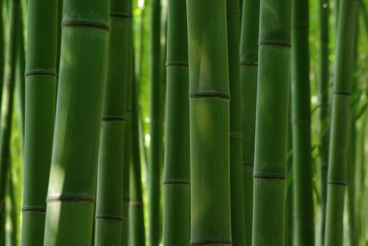 「青竹」の画像 - 2,491 件の Stock 写真、ベクターおよびビデオ | Adobe Stock