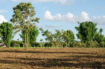 Fototapeta na wymiar farmland of farmer in Thailand