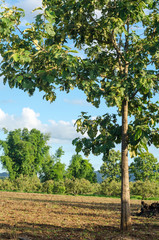 Fototapeta premium Teak wild