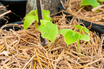 Green sprout growing from seed
