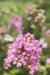 サルスベリの花