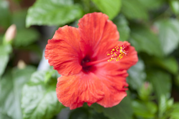 ハイビスカスの花