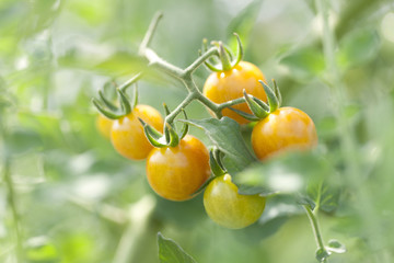 マイクロトマト