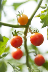 マイクロトマト