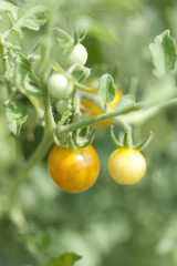 マイクロトマト